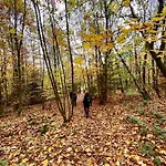Harz Is Calling *