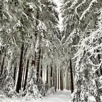 Harz Is Calling *