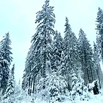 Harz Is Calling * גוסלר